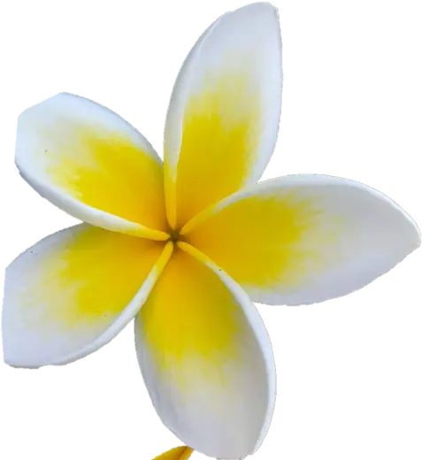 Květ plumérie (Plumeria rubra)